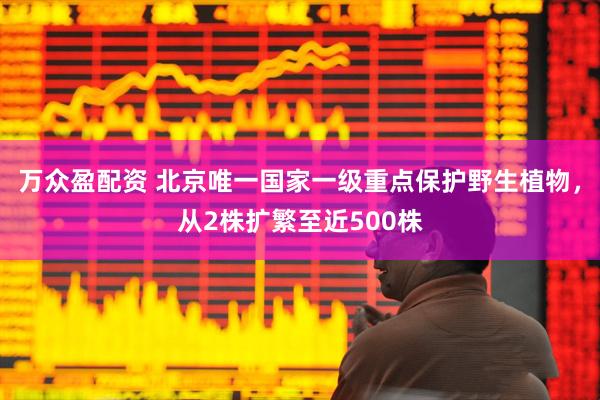 万众盈配资 北京唯一国家一级重点保护野生植物，从2株扩繁至近500株